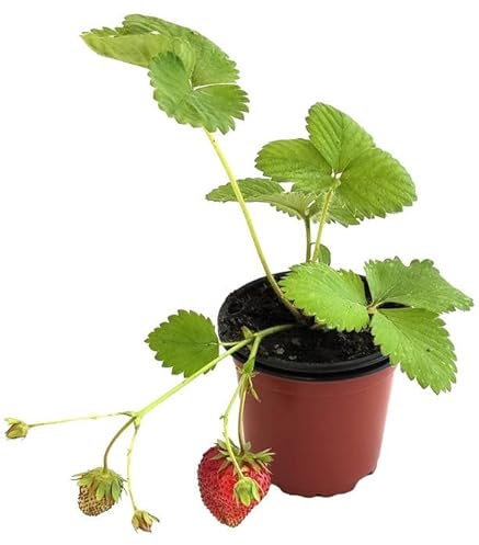 Planta Frutal de FRESA Natural Planta Ideal para Crear un Huerto en Casa