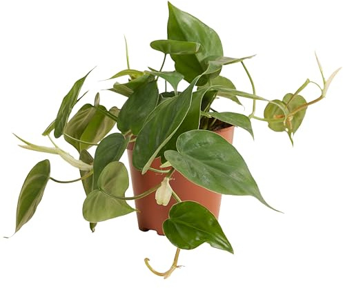 Bloomique - Philodendron Scandens - Hängepflanze - Auch als Kletterpflanze geeignet - Zimmerpflanzen - Luftreinigend - Pflegeleicht - 15-20 cm hoch - Topf 12 cm