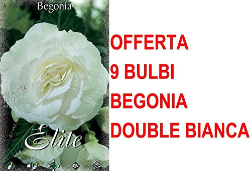 OFFERTA 9 BULBI PRIMAVERILI BEGONIA DOUBLE BIANCA BULBS FIORI