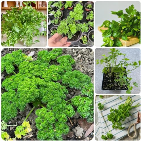 petersilie hochbeet, kräutergarten balkon petersiliensamen mehrjährig gemüsepflanzen, kräutergarten indoor winterharte 600pcs