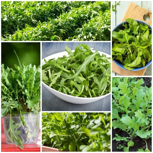 rucola samen winterhart - rucola pflanzen frisch samen, nachhaltige geschenke, alte gemüsesorten samen rucolasamen bio mehrjährig, saatgut wintergemüse, pflanzen anzucht gemüsesamen, 150pcs