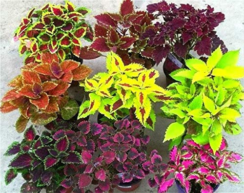 Semi 100 Pz Rare Exotic Begonia a Colori, Begonia Indoor fioritura Piante in Vaso per la casa Giardino Balcone Coleus : Marrone