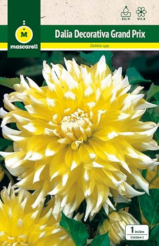 Mascarell Semillas, DALIA DEC. GRAND PRIX, Semillas Bulbosas, Bulbos de Flores Primavera Fácil de Cultivar, Bolsa 1 Bulbo