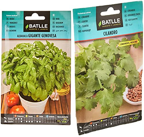 Semillas Batlle - Albahaca GIGANTE Genovesa, Color Verde & Batlle Semillas Aromáticas, Cilantro