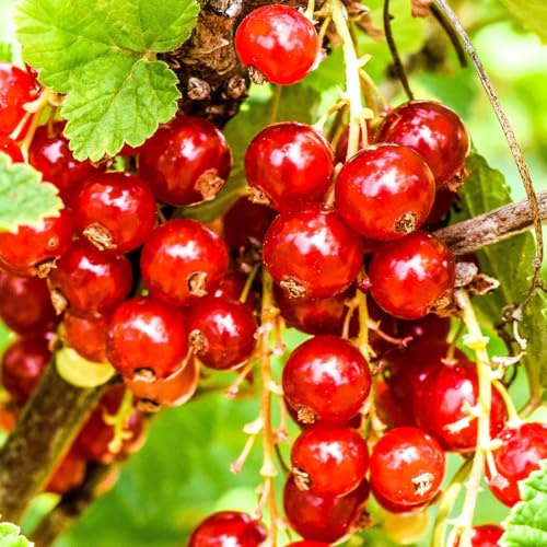 Live Currant Bush Plant Fast Growing, Ready Bear Fruit Within 1 Year - No NC, WV, NH, 6-14 Tall, Great for Backyard or Orchard Growing, Currant Plant (Red)