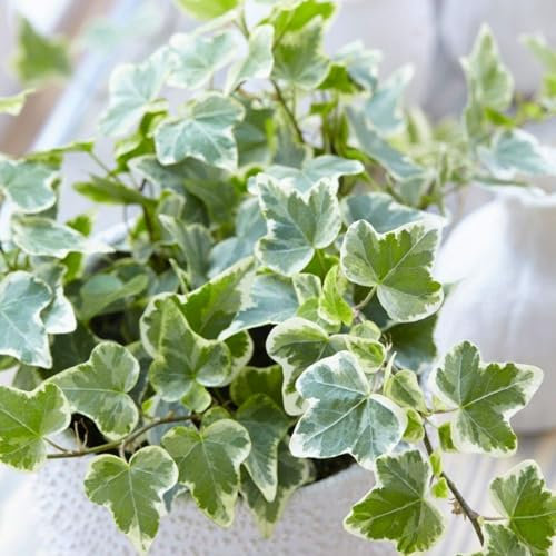 Carbeth Plants White Wonder Ivy - Hedera Helix Plant in 9cm Pot