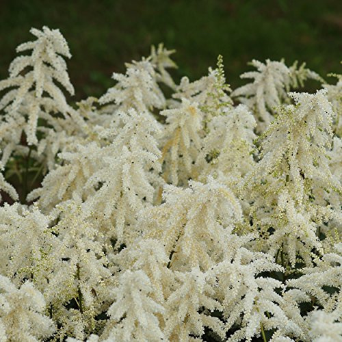 Blumixx Stauden Astilbe japonica-Hybride 'Deutschland' – Prachtspiere, weiß blühend, winterharte Staude, pflegeleicht, für Beet