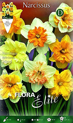 BULBI AUTUNNALI NARCISO SPLIT CORONA MIX DI COLORI CONFEZIONE DA 5 BULBI BULBS BULBES