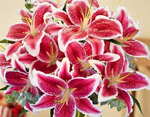 (20) Stargazer Lilies, Large Flowering Bulbs, Fragrant & Beautiful Flowers