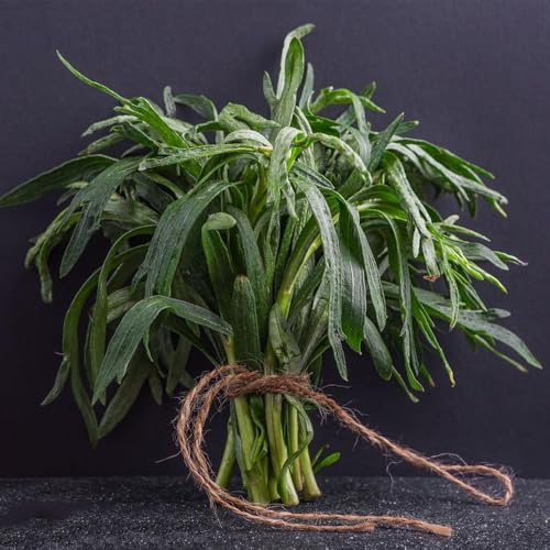 semi di dragoncello, balcone in serra, freschi di dragoncello, resistenti cucina dell'orto, 500pcs