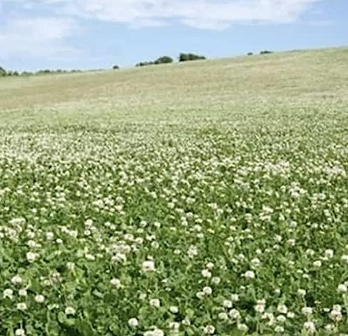 White Clover Seed 1kg Green Manure CSH
