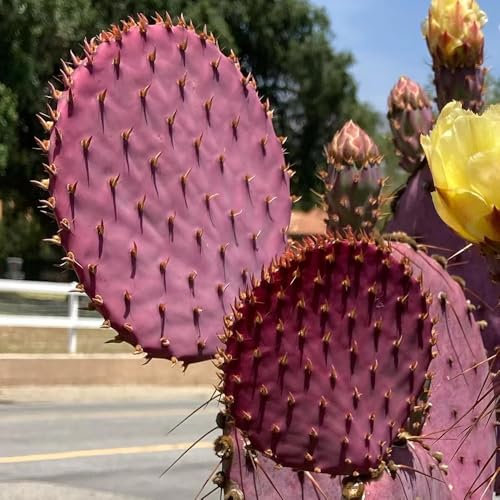 kakteen echte pflanzen samen, kaktus deko samen, sukkulenten winterhart, zimmerpflanzen samen sukkulenten samen - saatgut blumenbeet, exotische pflanzen winterhart bonsai samen, 50pcs