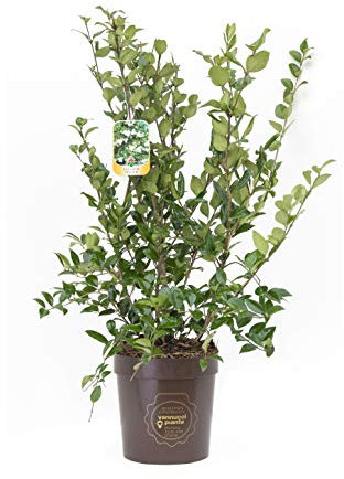 Ligustrum texanum, Ligustro, Pianta vera in vaso Vannucci Piante, Pianta da terrazzo (cod. 5) (1x)