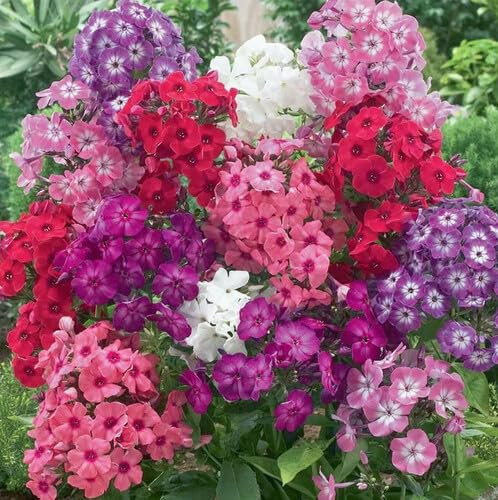 Plant World Seeds - Phlox Drummondii Mix Seeds (Annual Flower Seeds)