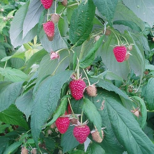 Plant Theory Cane Raspberry Polka Fruit Bush Rubus 5 x Bare Root