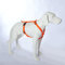 Feltmann Hundegeschirr Mantrailing/Suchgeschirr Basic -Super Soft, Neonorange, reflektierend, Bauchumfang 60-80 cm, 25 mm Bandbreite