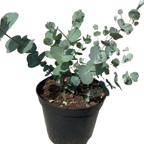 Eucalyptus Natural Árbol de Poco Riego para Jardines y Espacios Verdes