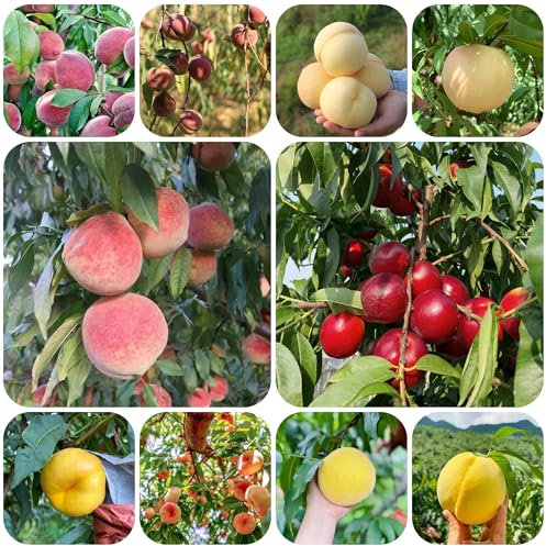 pfirsichbaum winterhart - samen pflanzen garten zwergobstbäume - Seltene Pflanzen serie - säulenobstbäume balkon hochbeet pfirsichbaum balkonpflanzen bio saatgut bonsai baum 9pcs