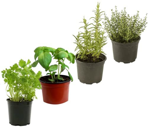 DECOALIVE Set Perejil, Albahaca, Romero y Tomillo Plantas para Cocinar Plantas Comestibles Naturales