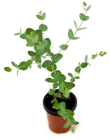 Eucalipto Natural Árbol Aromático Resistente para Interior y Exterior