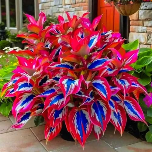 hosta rari Crescita Rapida Bellissimo Giardino Facile Da Mantenere,Perfetta per giardini ombreggiati e bordi di aiuole-4bulbi-j