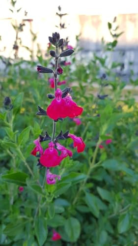 Salvia microphylla 'Cera Potosi' / Sauge à petites feuilles/Conteneur de 3 à 4 litres/Vivace