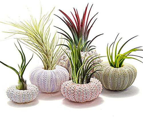 Nurnesy Lot de 5 Supports pour Plantes à Air en Forme de Coquille D'oursin, 5 Styles de Pots Décoratifs à Suspendre pour Plantes à Air, Conteneur D'exposition de Succulentes Tillandsia