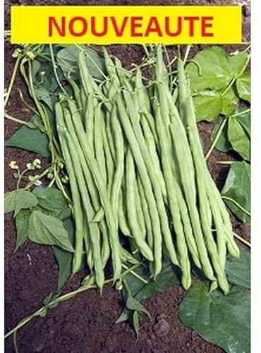 Sachet de graines de Haricot à rames mangetout MONTE CRISTO - 50 g - Haricot rames mangetout - LES GRAINES BOCQUET