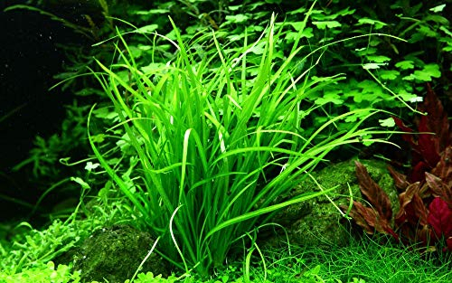 Tropica Plante d'hélium tenellum « Green n° 067A TC in Vitro 1-2 Plantes aquatiques