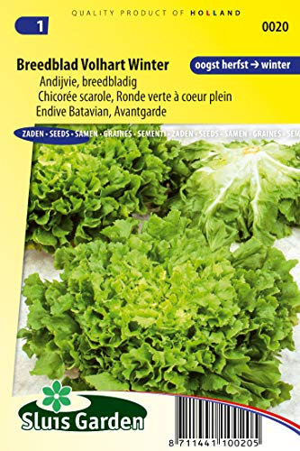Endive Batavian, Avantgarde Winter Vegetable Seeds per gram - Ideal for Cultivating in The Garden in The Autumn - 1,2 g - Seeds per gram: +/-750