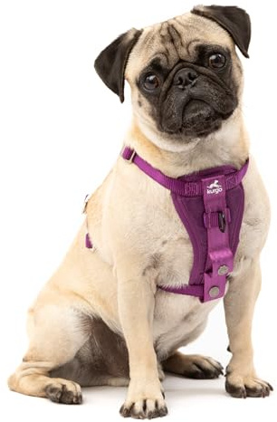 Kurgo Tru-Fit Harnais de sécurité pour Voiture pour Chiens, avec Plastron rembourré et Anneau en D, avec Ceinture de sécurité pour Voiture, Taille S, Violet