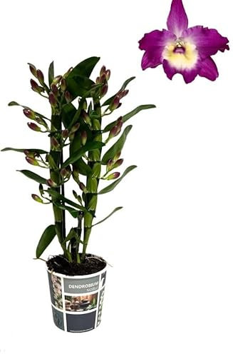 Purple Dendrobium Orchid - Dendrobium nobile Bouquet Purple RAIN 1steam in 12 cm Pot 45 cm Height