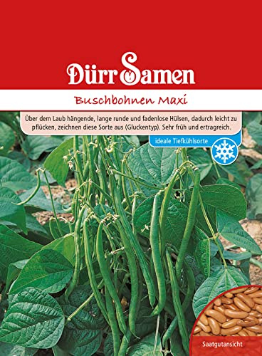Buschbohne Maxi Buschbohnensamen Grüne Bohnen Bohnensamen Fadenlos Gluckentyp ca 120 Korn Saatgut Gemüse Garten Hochbeet Kübel Dürr Samen