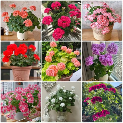 Semillas de geranio colgando, Pelargonium hortorum, Decoración de jardín para exteriores de geranio resistentes para 200pcs