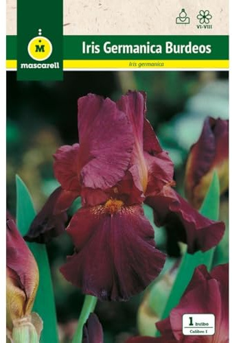 Mascarell Semillas, IRIS GERMANICA BURDEOS, Semillas Bulbosas, Bulbos de Flores Primavera Fácil de Cultivar, Bolsa 1 Bulbo
