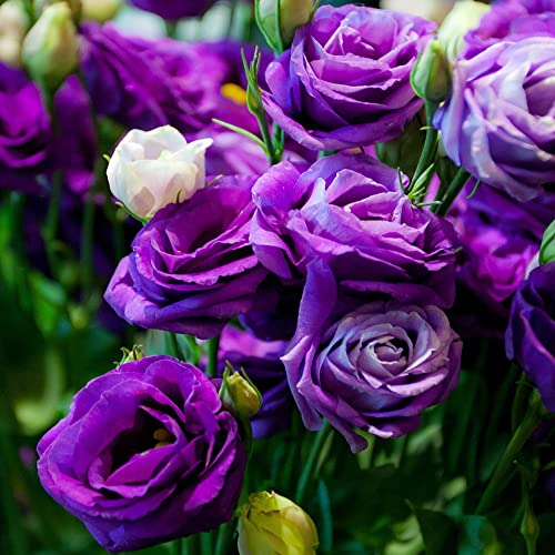 50 Stück lila rosen blumen samen Rose kletterrosen - Seltene Pflanzen serie - balkon pflanzen winterfest hochbeet saatgut bienenweide kübelpflanzen blumen geschenke für den garten