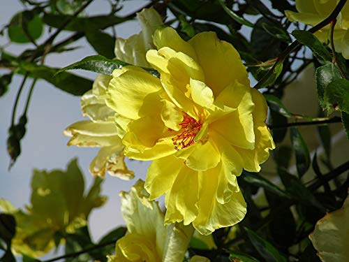 Home Comforts Macro Nature Yellow Rose Rose Rambler In Bloom-20 Inch By 30 Inch Laminated Poster With Bright Colors And Vivid Imagery-Fits Perfectly In Many Attractive Frames