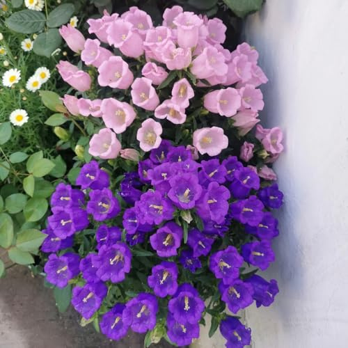 Semillas de campanilla-Campanula Medium,de jardín,largo período de floración para una Decoración de jardín para exteriores 350pcs