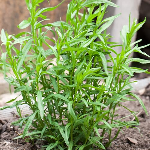 semillas de estragón jardineros semillas de verdes orgánicas productos sostenibles silvestres resistentes balcón jardín 900pcs