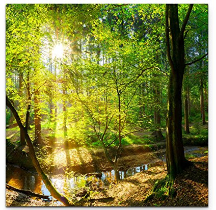Paul Sinus Art Leinwandbilder | Bilder Leinwand 60x60cm Wald im Sonnenschein