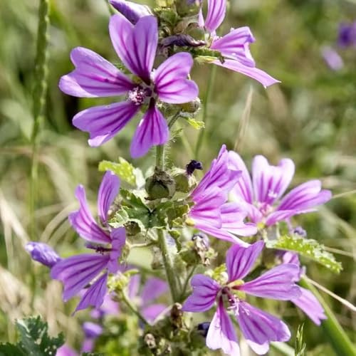 semillas de malva perenne resistente - exterior jardín, orgánicas 500pcs