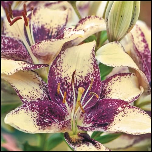 Lilium martagon zwiebeln,winterharte Blumenzwiebeln,lilien zwiebeln winterhart mehrjährig,lilien deko,Frühlingsblüher,lilien im topf,geeignet für die Feiertage,lilien knollen.-2 zwiebeln-F