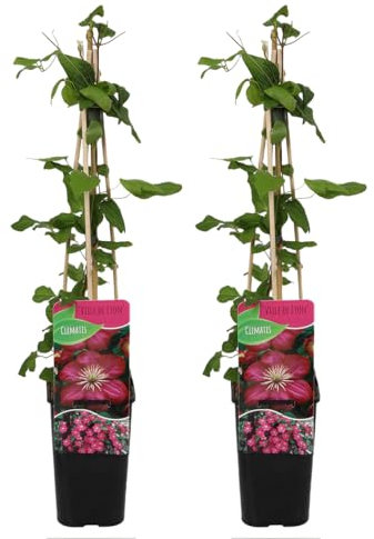 Bloomique - 2er-Set - Clematis Ville de Lyon - Waldrebe - Dunkelrosa - Kletterpflanzen - Gartenpflanzen - Winterhart - Topf 15 cm - 70-80 cm hoch