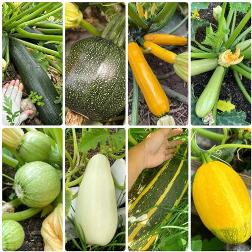 semillas de calabacín orgánicas orgánicas, interior de verdes, calabacín de jardín, interior 100pcs