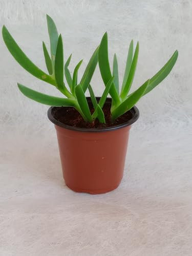 Carpobrotus edulis - Fico di Mare - Unghie di Strega - Fico degli Ottentotti