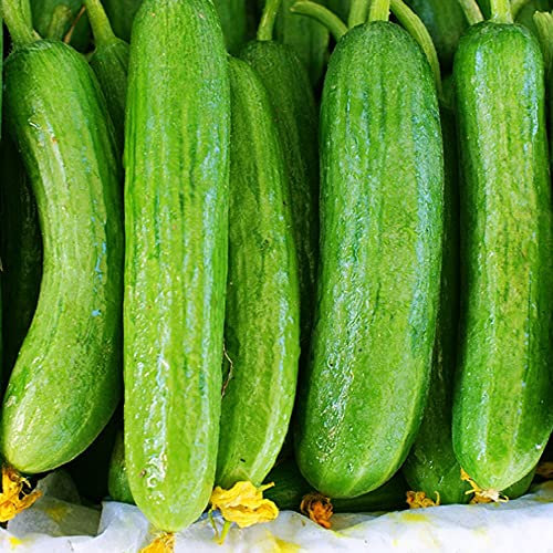 Cucumber Beth Alpha - 40 Seeds + Freebie + Plant tag - Cucumis sativus