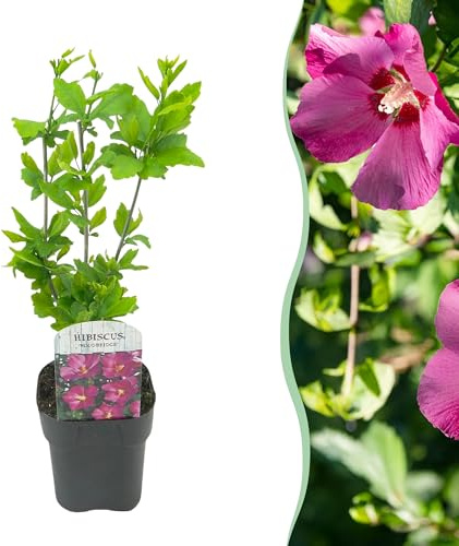 Buskar - Hibiscus syriacus Woodbridge - Rosa blomma - 1 planta - Lövfällande - Låg skötsel - 35-45cm - Ø18cm - Trädgårdsväxt