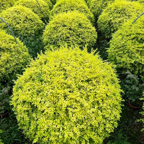 semillas de aligustre, decoración de sala estar seto aligustre interior balcón, arbustos decorativos resistentes 40pcs