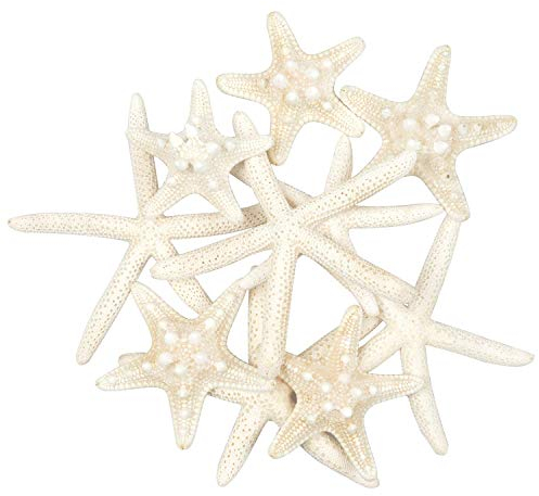 Yixuan 10PCS Real Starfish Mixed Ocean Beach Starfish-Natural Colorful Seashell Starfish Perfect for Wedding Decor, Beach Theme Party, Home Decoration, DIY Craft Project, Fish Tank, Holiday Decoration