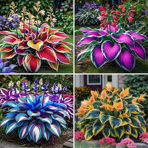 Leicht Anbaubare Funkien-Hosta Dauerwüchsig Winterfest&Prachtvolle Funkien Wurzelstock/Geeignet Für Neueinsteiger/Der Favorit Von Gärtnern-4Rhizome-D